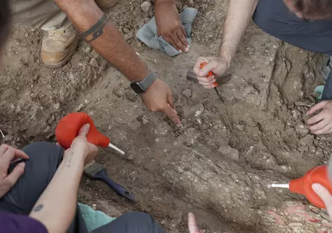 Fildeșul unui elefant gigantic a fost descoperit, fosilizat, în Israel