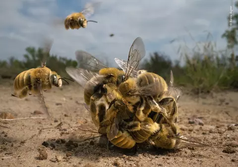 „O minge” de albine-cactus strânse în jurul reginei, cea mai bună fotografie cu natură sălbatică a anului 2022
