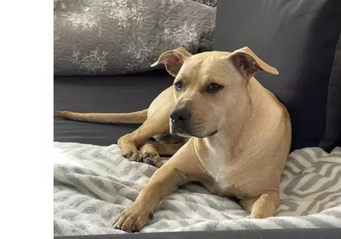 Dacă vrei să ții un câine la bloc ai nevoie de acordul vecinilor. Situație unică în țară, tranșată la Curtea de Apel Alba Iulia