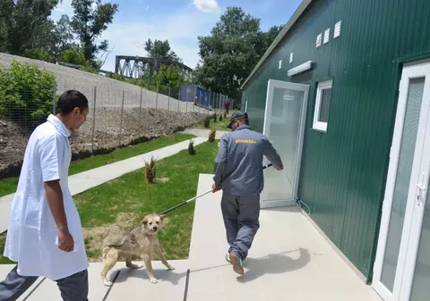 600 de câini maidanezi, eutanasiați în 2022 în Craiova