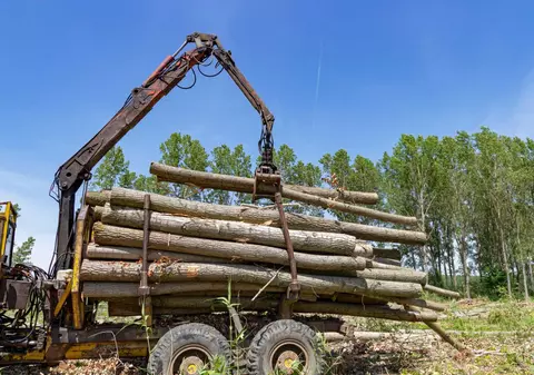 Politico: măsurile luate în criza energetică, o amenințare uriașă pentru pădurile Europei. Ce spune analiza despre România