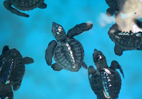 Comunicarea secretă a animalelor marine. Un cercetător a descoperit ce mesaje trimit animalele foarte silențioase