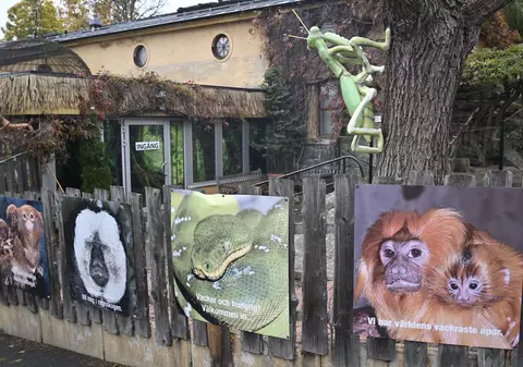Cobra regală "Houdini" a evadat din nou de la grădina zoologică din Stockholm. Avantajul care i-a permis să dipară de două ori în câteva zile