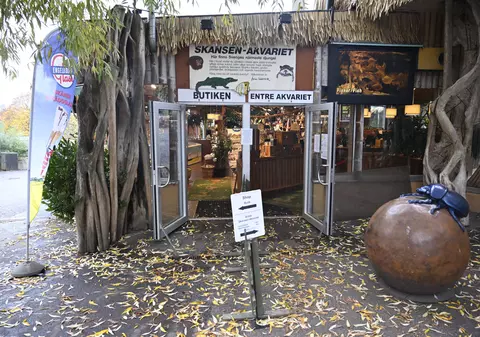 Cobra regală "Houdini", care a evadat de două ori de la o grădină zoologică din Suedia, plasată "în arest la domiciliu" după ce s-a întors