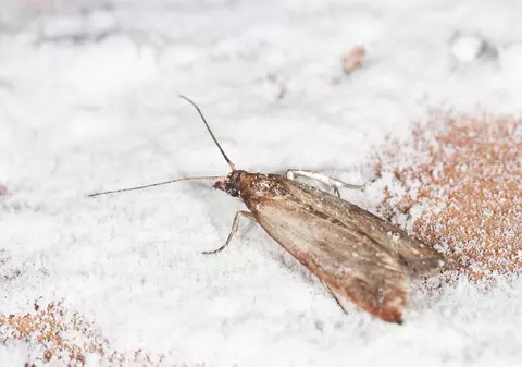 Ce alimente sunt preferate de molii și cum scapi de aceste insecte