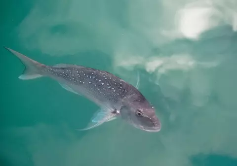 Țara în care 75% din peștii de captură comercializați conțin microplastice. „Un risc pentru sănătate”