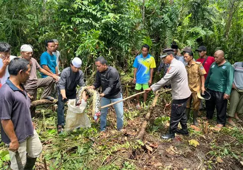 O femeie dată dispărută în Indonezia a fost găsită în burta unui piton