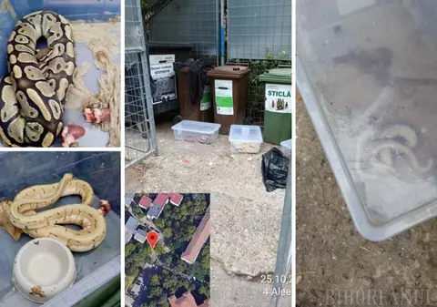 Un orădean a găsit trei șerpi la tomberonul din fața blocului