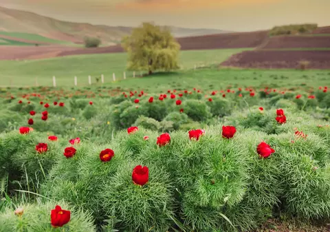Bujorul a devenit floarea naţională a României. Unul dintre festivalurile dedicate acesteia se ține în localitatea natală a premierului Ciucă