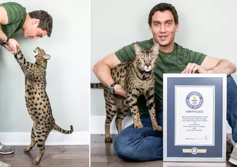 „Mulți cred că este o panteră”. Fenrir, desemnată de Cartea Recordurilor drept cea mai mare pisică domestică din lume