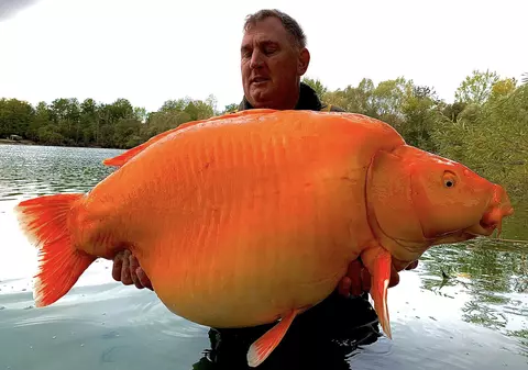 Un pescar britanic a prins un "peștișor auriu" de 30 de kilograme. „Nu mulți au reușit să-l prindă”