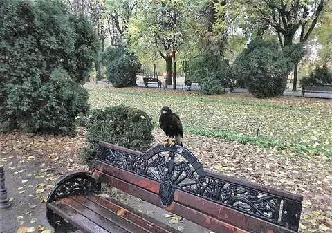 Primăria Capitalei a adus păsări de pradă în Parcul Cișmigiu ca să alunge ciorile. „Testăm soluţii noi pentru un Cişmigiu curat”