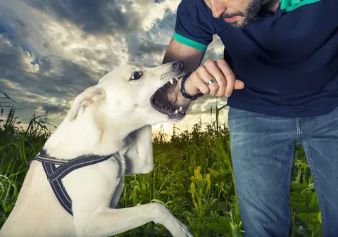 Ce înseamnă când visezi că te-a mușcat un câine