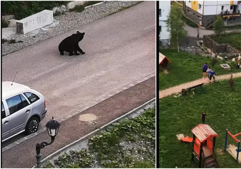 Urs filmat când se apropia de un loc de joacă pentru copii din Predeal - VIDEO