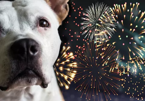 Artificiile și petardele ucid sau rănesc sute de animale de Sărbători. Legea care interzice comercializarea lor, amânată