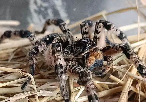 Ce este și cum arată tarantula românească, descoperită pe un șantier din Voluntari