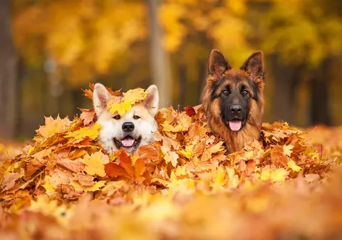 De unde provine expresia „a tăia frunze la câini”