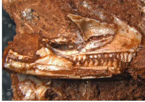 O fosilă găsită într-un dulap se dovedește a fi cel mai vechi strămoș al șopârlelor