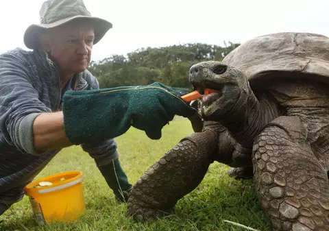 Cea mai bătrână țestoasă gigantică din lume se pregătește pentru aniversarea a 190 de ani de viață
