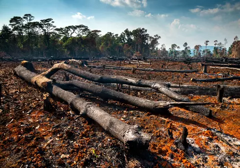 „Umanitatea a devenit o armă de extincție în masă”. ONU cere „un pact de pace cu natura” la COP15