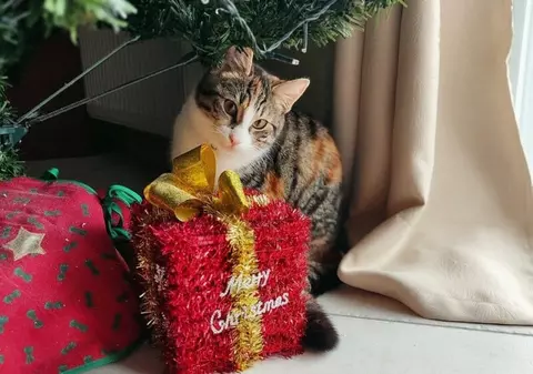 TOMBOLĂ de Crăciun pentru iubitorii de ANIMALE. Câțiva clujeni fac SURPRIZE pentru stăpâni și necuvântătoare. Înscrie-te și tu