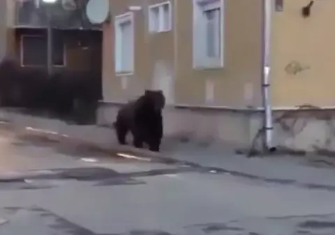 Un urs s-a plimbat nestingherit printre blocurile din Sovata. A fost emis un semnal Ro-Alert  | VIDEO