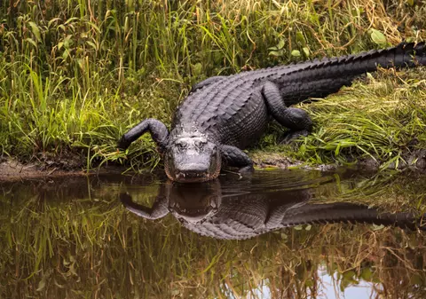 Copil găsit mort în gura unui aligator în Florida, aruncat intenționat în lac de tatăl său