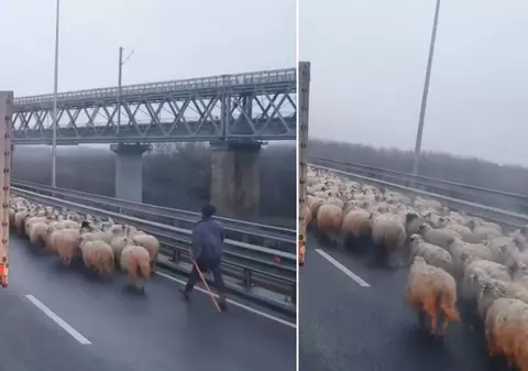 Turmă de oi mânată pe Autostrada Soarelui. Ce amenzi au luat ciobanii care au încurcat circulația | VIDEO
