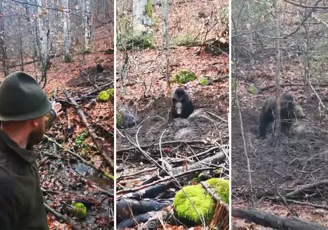 Un lup și un urs, prinși în lațuri în Munții Gurghiului. Ce pedepse riscă braconierii