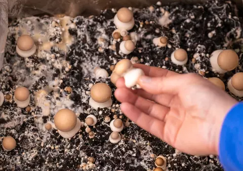 Cum să creşti ciuperci la tine acasă