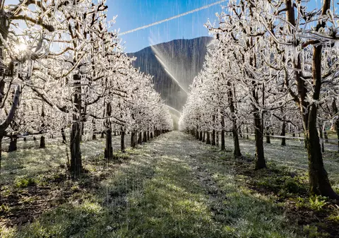 Cum să ferești pomii fructiferi de îngheț. Ce soluții antiîngheț există?