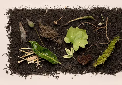 „Înmormântare ecologică”. Statul american New York a aprobat transformarea după deces a corpului uman în compost organic