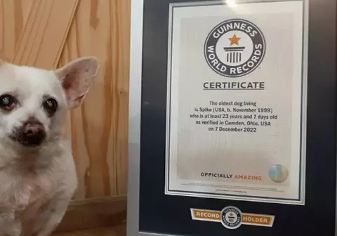 Cartea Recordurilor a desemnat cel mai bătrân câine din lume. Câți ani are Spike