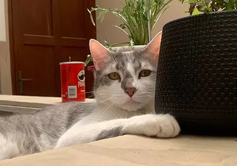 Compania aeriană de stat din Bolivia a apelat la serviciile unei clarvăzătoare pentru a găsi motanul pierdut în decembrie