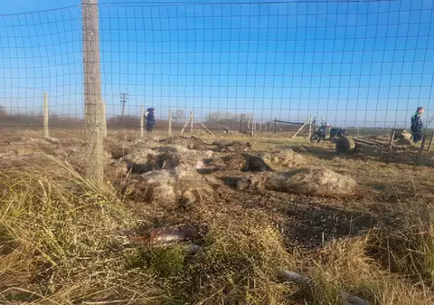 Zeci de oi, ucise de o haită de câini la o fermă de la marginea municipiului Timișoara