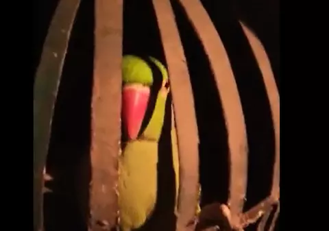 Ofițeri de poliție indieni au „interogat” un papagal, în încercarea de a afla detalii despre mafia alcoolului din oraș