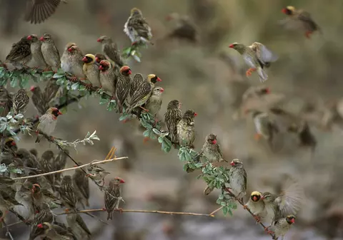 Guvernul Kenyei vrea să ucidă milioane de păsări, după ce acestea au distrus culturile de cereale