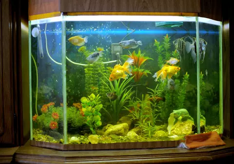 Acvariu cu pești – tot ce ai nevoie pentru un acvariu ideal