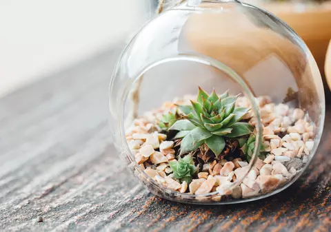 Ce este terariul şi cum să îți faci unul acasă