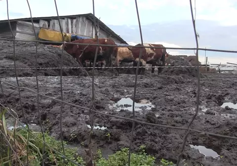 60 de vaci, ținute în noroi, sub cerul liber, la o fermă improvizată din Arad. Fermierul riscă să rămână fără fonduri europene