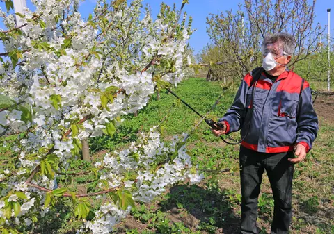 Cum pregătești pomii fructiferi primăvara pentru a fi roditori