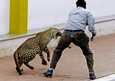 Un leopard a intrat într-un tribunal din India și a atacat mai multe persoane. Cel puțin șase oameni au fost răniți