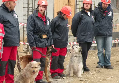 Cine sunt câinii salvatori plecați în misiune în Turcia