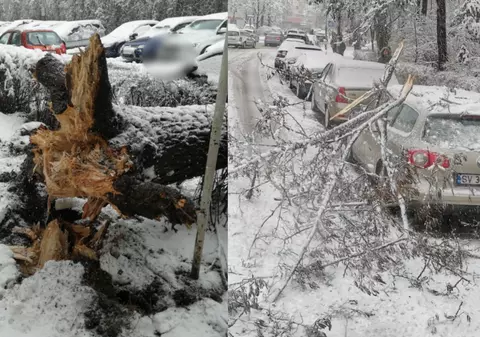 Copaci căzuţi pe carosabil şi maşini din cauza vântului şi zăpezii în Suceava