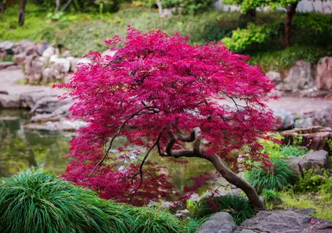 Cum să îţi faci grădină în stil japonez