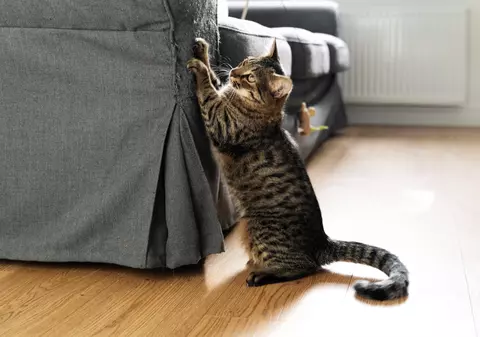 Cum să îţi educi pisica să nu zgârie mobilierul