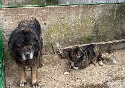 ASPA a intervenit pentru capturarea a doi câini de talie mare abandonați lângă bulevardul Iuliu Maniu din București