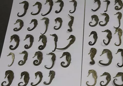 Zeci de căluți de mare, specie marină protejată, găsiți în valiza unui vietnamez de vameșii aeroportului din Viena