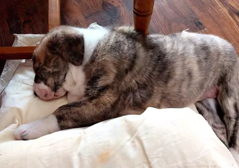 Câine scos dintr-un concurs chinologic la Cluj pe motiv că este „câine rusesc, deci putinist”