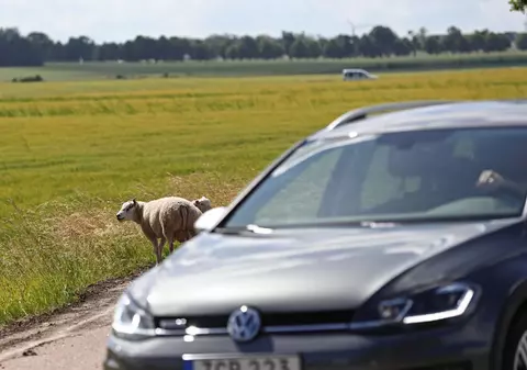 Șofer român prins cu patru oi și un miel pe bancheta din spate a mașinii, la un control, pe o șosea de lângă Bruxelles